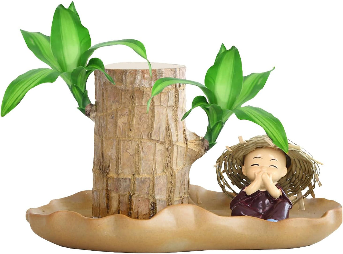 Brasilianisches Glücksholz | Glücksbambus Pflanze Ornamenten | Reinigen Sie Luft Luckyes Bamboo Mit Blatttopf | Hydrokulturpflanze Brazilian Glücksholzpflanze Für Desktop-Dekoration