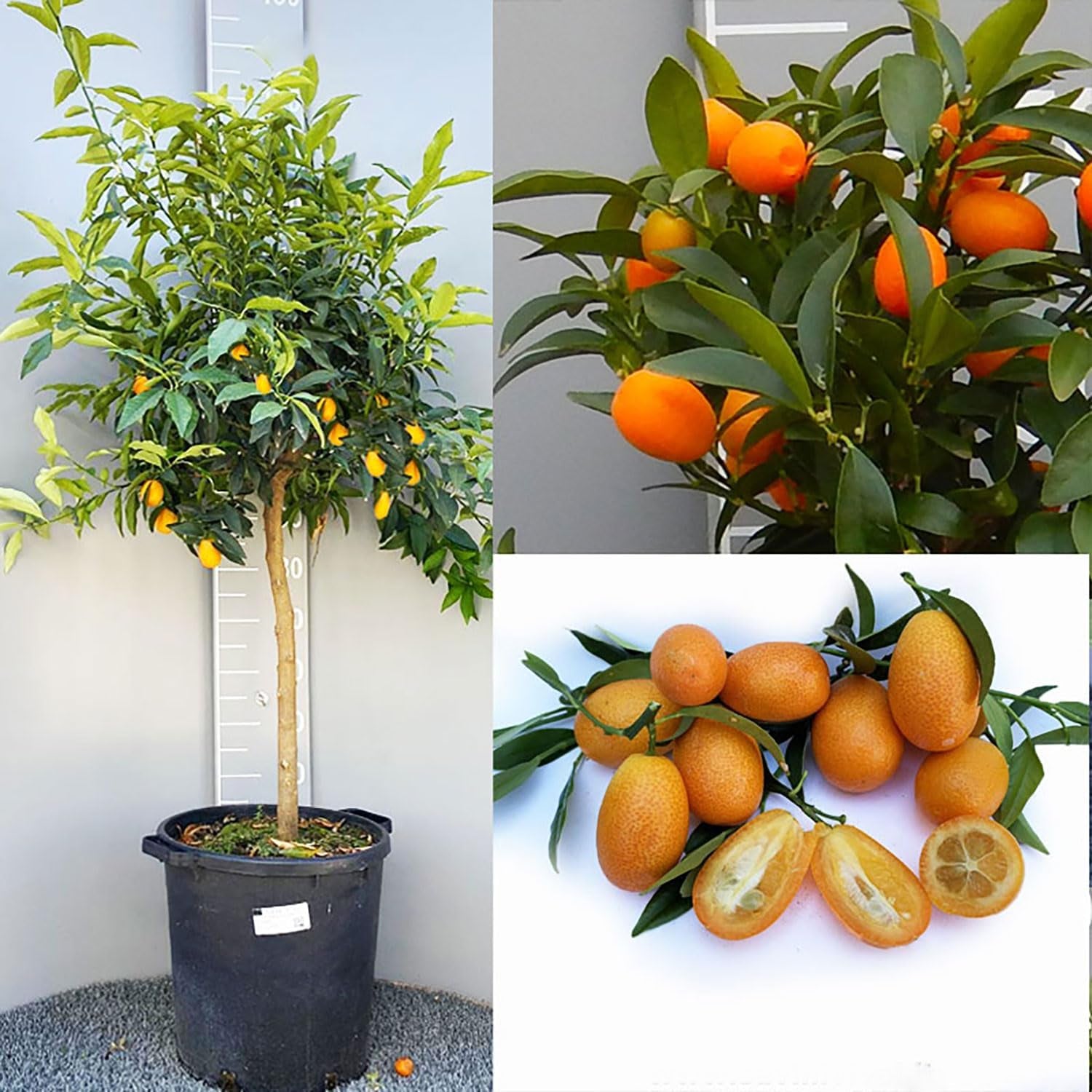 SAVINI VIVAI Kumquat-Pflanze, Chinesischer Mandarin-Kumquat-Zitrusbaum Im 20 Cm Topf, Höhe 70 Cm, 2-3 Jahre Veredelung, Hergestellt in Italien