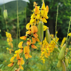 Crotalaria Cunninghamii, Kräutergarten Geschenk Crotalaria Pallida, Hochbeet Sträucher Winterhart Kräutersamen Heilkräuter Bio Schnellwachsende 50Samen