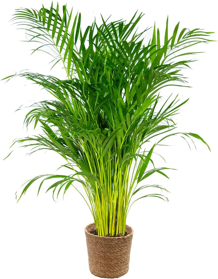 Bloomique - Dypsis Lutescens - Goldfruchtpalme - Areca Palme - Zimmerpflanzen Groß - Pflegeleicht - Haustierfreundlich - Höhe 100-120 Cm - Topf 21 Cm