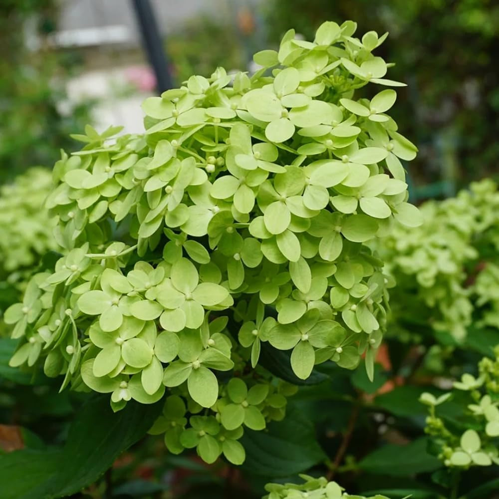 Rispenhortensie, Rispenhortensien Wildblumen Exotische Blumenbeet Hortensien Immergrüne Sträucher Winterhart Blühend Gartenblumen Balkonpflanzen Bodendecker Blumensamen Mehrjährig 250Samen