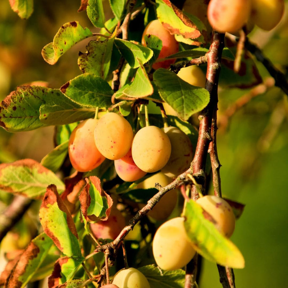 Shiro-Pflaumen Tropfen Gold -Obstpflanze Alte Frucht Auf Blumentopf 26 - Baum Max 200 Cm – 4 Jahre Anbau Italien