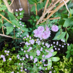 Thalictrum Aquilegifolium Frühlingsblumen, Winterharte Kübelpflanzen Exotische Heilkräuter Zimmerpflanzen Küchenkräuter 45Samen