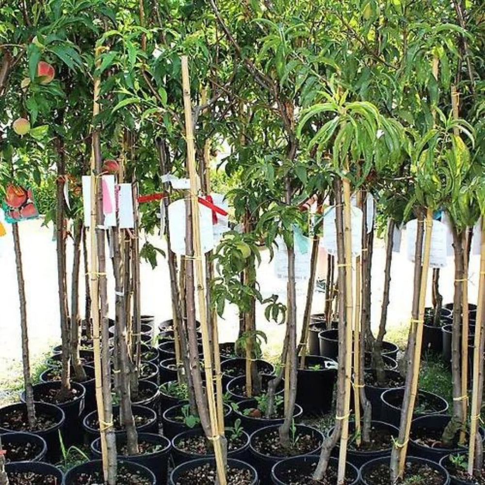 Pfirsiche Pulpa Rote Vigna - Obstpflanze Alte Frucht Auf Blumentopf 20 Baum Max 170 Cm – 2 Jahre Anbau Italien