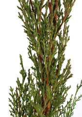 KENTIS - Zypressen Echte Pflanzen Winterhart - Cupressus Sempervirens Totem - Hoch 80-100 Cm Topf Ø 18 Cm