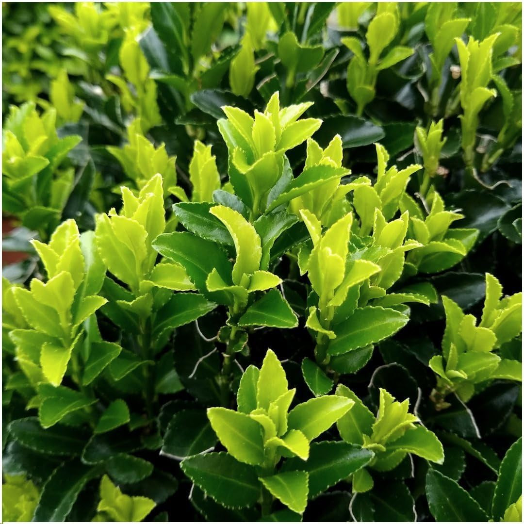 Plants by Frank | 48 Grüne Spindelstrauch Heckenpflanzen | Euonymus Japonicus 'Green Spire' | Japanischer Spindelstrauch | Buchsbaum Ersatz | Winterhart | Immergrüne Hecke | Gartenpflanzen