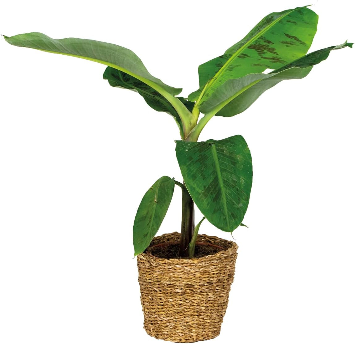 Bloomique - Musa Dwarf Cavendish - Bananenpflanze - Zimmerpflanzen - Luftreinigend - Tierfreundlich - 80-100 Cm Hoch - in Seegraskorb 21 Cm