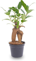 Urbanjngl.Com - Ficus Ginseng Bonsai - Microcarpa - ↑15 Cm - Ø 6 Cm