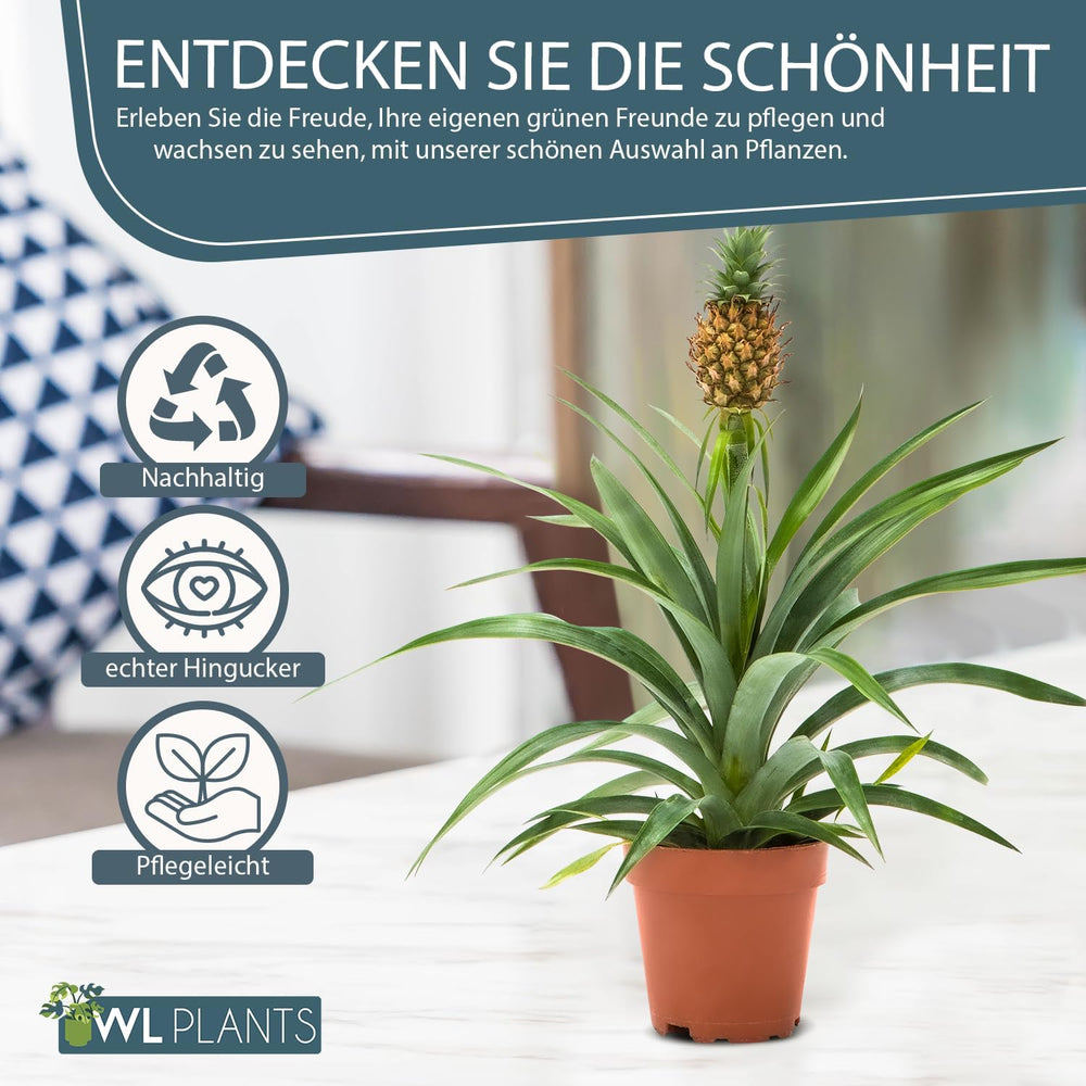 Zimmerpflanzen Set 2Er - 2X Ananas Comosus - Bromelia - Pflanzen Höhe +/- 45Cm Inkl. Topf Ø 12Cm - Aus Professioneller Zucht - Grünpflanzen Zimmerpflanzen - Topfpflanzen Echt