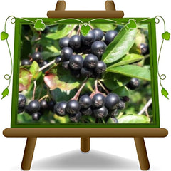 Aronia Melanocarpa Schwarz Obstpflanze Auf Topf Von 20 - Baum Max. 100-120 Cm - 2 Jahre