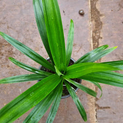 1 Gesunde Pandanpalme | Pandanus Amaryllifolius | Southasian Pandan | Essbare Blätter | Aus Stecklingen Gezogen | Selten | 20-30Cm Höhe | Schraubenbaum | Annapoorna | Wangi | Rampe