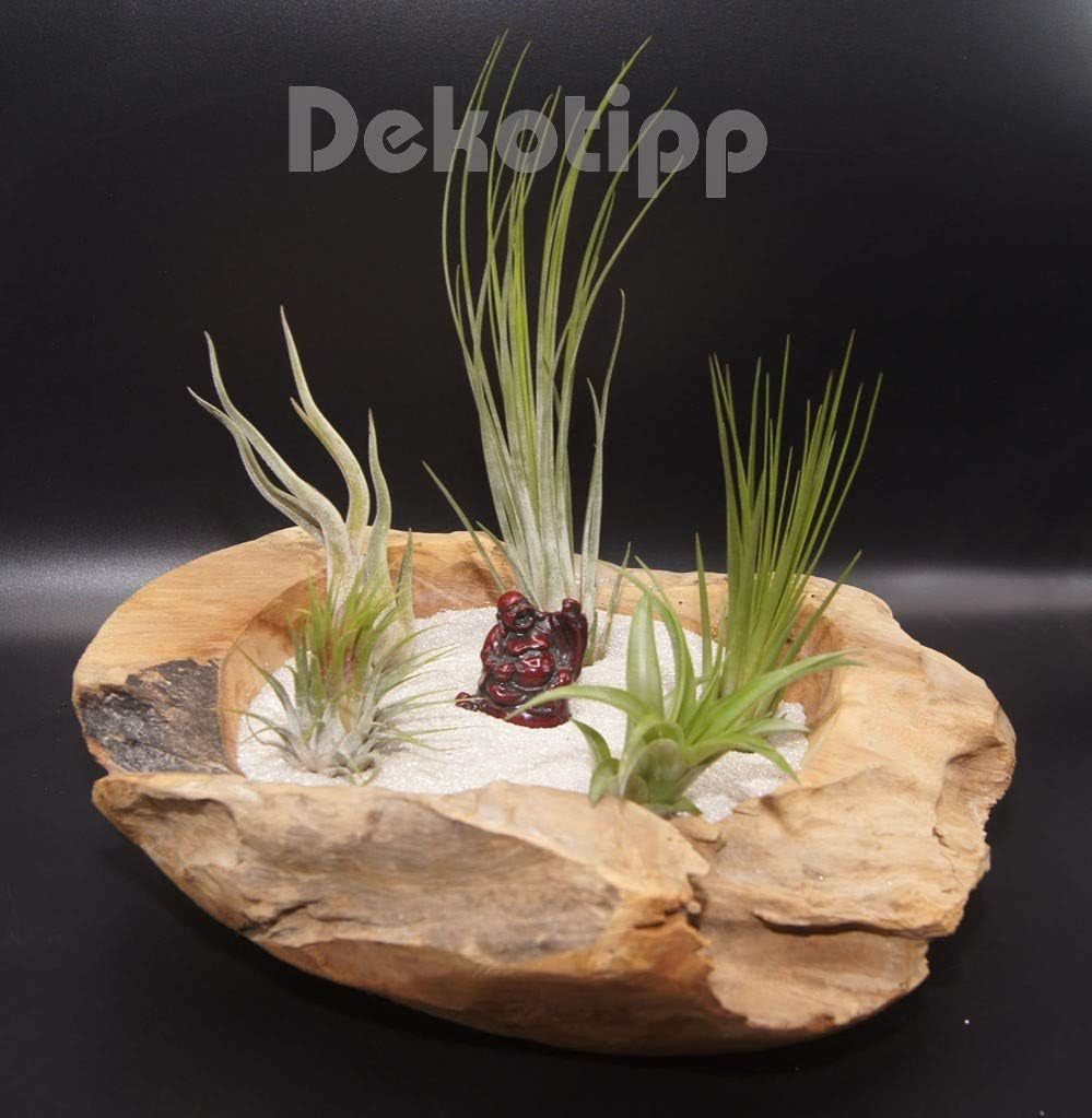 Tillandsien 5Er-Mix Mit EXTRA T. Fuchsii Var Gracilis, Luftreinigende Air Plants, Pflegeleicht, Natürliche Deko, Gärtnereizucht