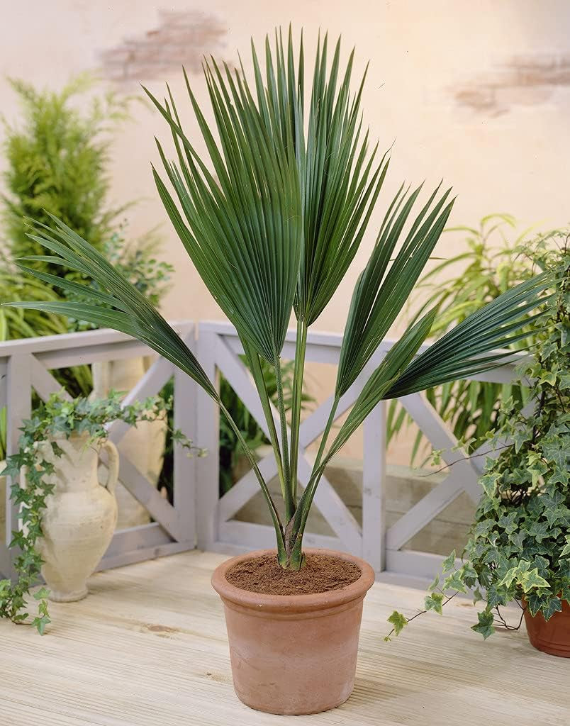 Bloomique - 2Er Set - Chamaerops Humilis - Europäische Zwergpalme - Palmen Winterhart Draußen - Höhe 50-60 Cm - Topf 15 Cm