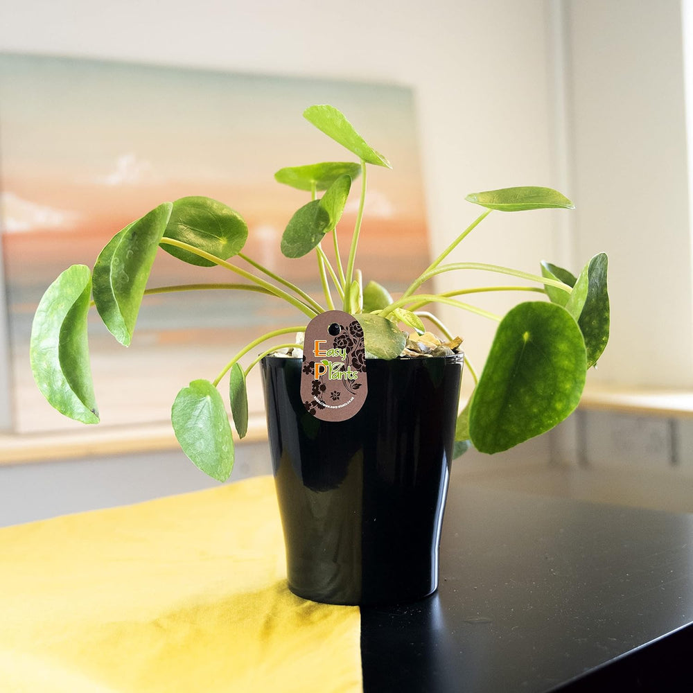 Chinesische Geldpflanze (Pilea Peperomioids) Für Den Innenbereich, Moderne Zimmerpflanze in Schwarzem Keramiktopf