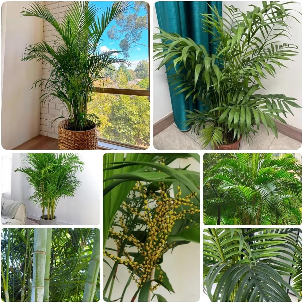 Goldfruchtpalme, Sträucher Dypsis Lutescens, Stauden Winterhart Mehrjährig Exotische Blumensamen Exotische Winterhart Zimmerpflanzen 25Samen