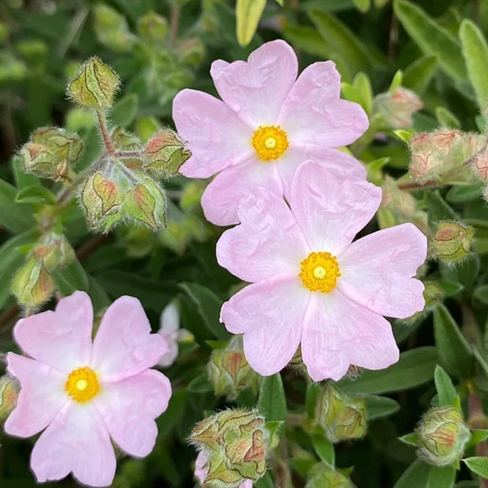 Zistrose Sommerblumen Cistus Creticus Hecken Sträucher Herbst Deko Seltene Büropflanzen Minigarten Sträucher Winterhart Blühend Garten Baumsamen Bonsai Blumensamen Gastgeschenk 60Samen