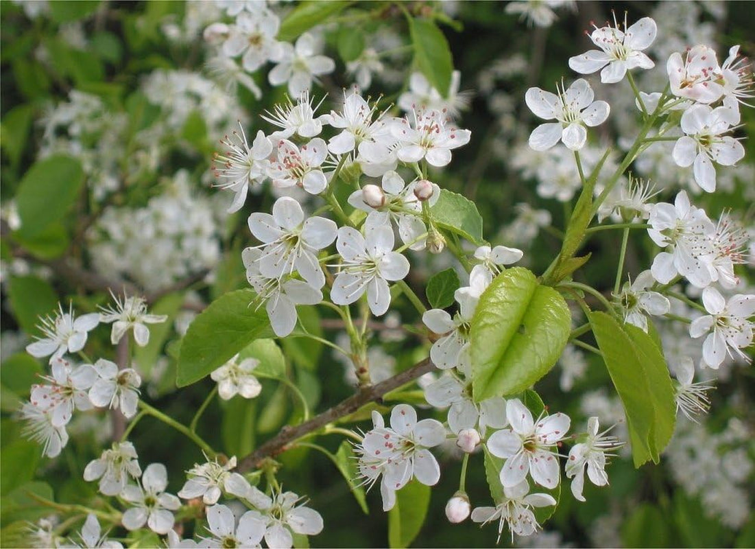 SAFLAX - Felsenkirsche - 30 Samen - Mit Keimfreiem Anzuchtsubstrat - Prunus Mahaleb