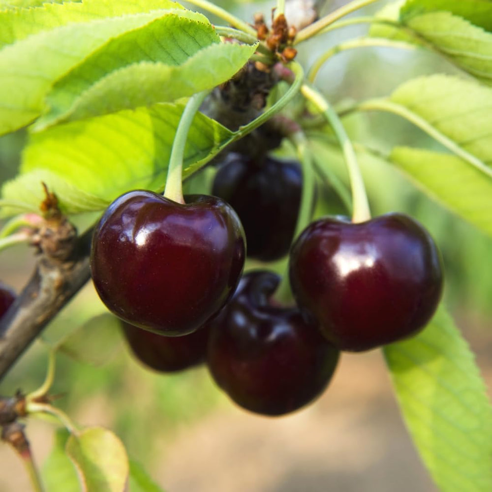 Sauerkirschbaum Visciola Di Germania from Germany – Alte Sorte, Obstpflanze Im Topf Ø 20 Cm — Höhe 150-170 Cm, Alter: 2 Jahre — Selbstfruchtend - Italienische Baumschule