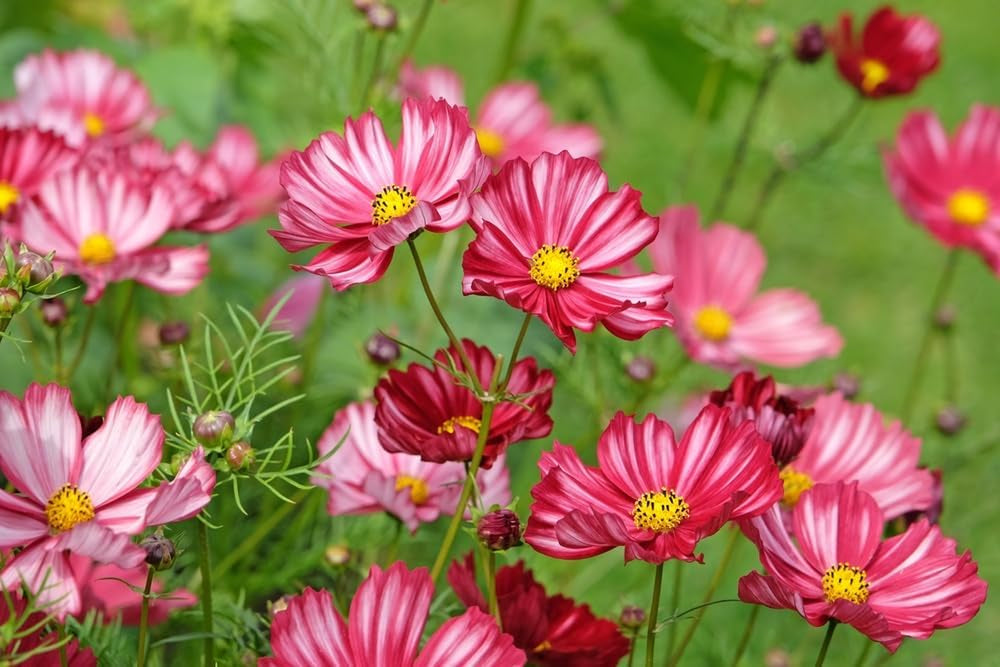 250 Samen Schmuckkörbchen „Candy Stripes“ – Gestreifte Cosmea, Sommerblume Für Garten & Balkon
