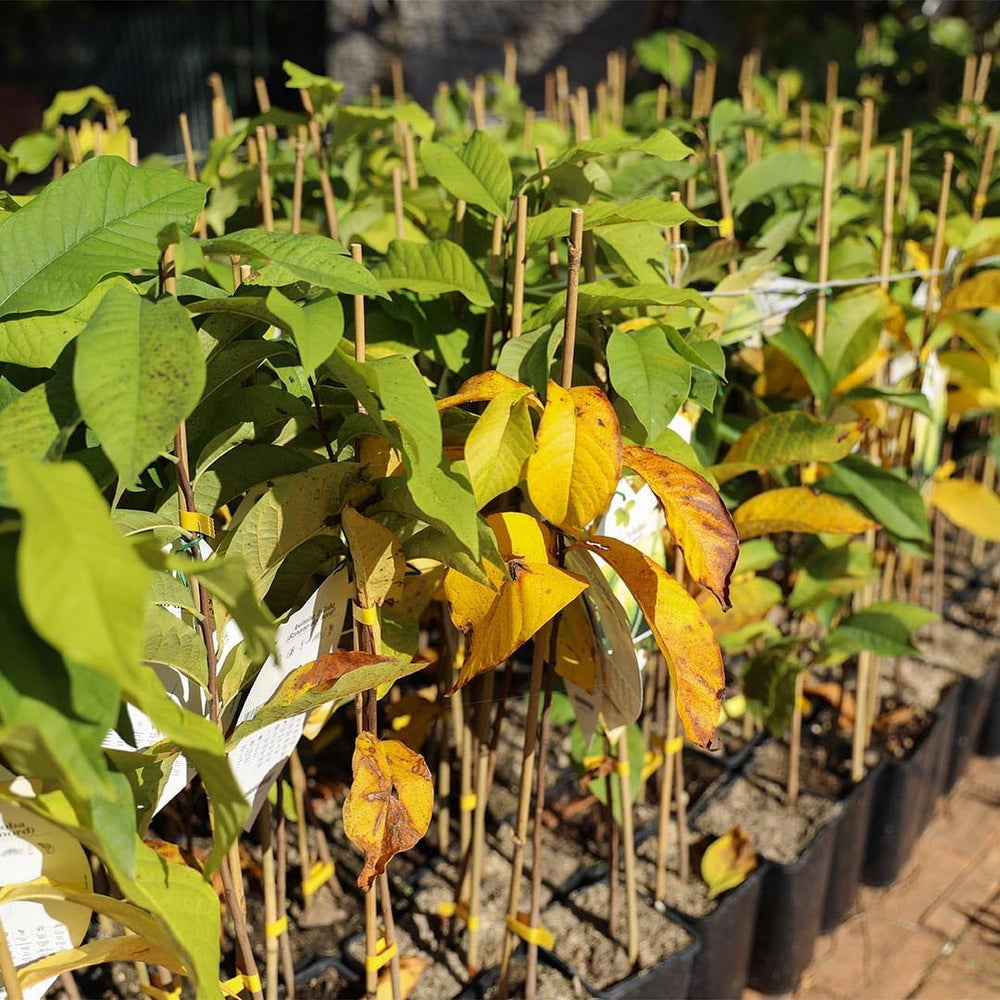 Asimina Triloba Sunflower (Pawpaw) Obstpflanze Antik Auf Topf 18-Max. 50Cm