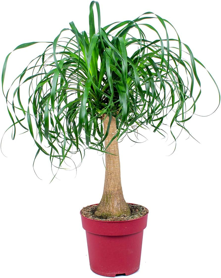 Bloomique - Beaucarnea Recurvata - Elefantenfuß - Zimmerpflanzen - Luftreinigend - Tierfreundlich - Pflegeleicht - 70-90 Cm Hoch - Topf 24 Cm