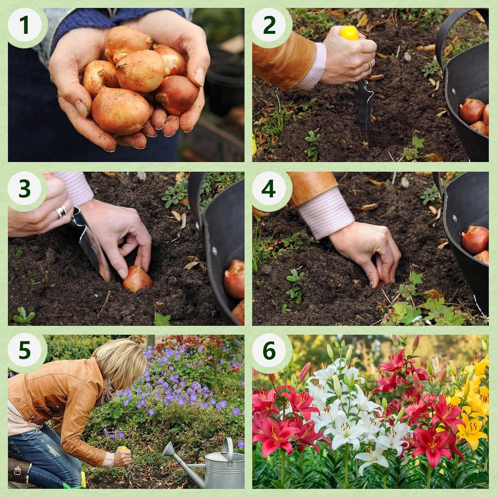 Lilien Zwiebeln Winterhart Mehrjährig - Orientalische Kollektion - 15 Stück - Mehrjährige Blumenzwiebeln aus Holland - Für Garten und Topf (große Knollen, kein Samen, nicht künstlich)
