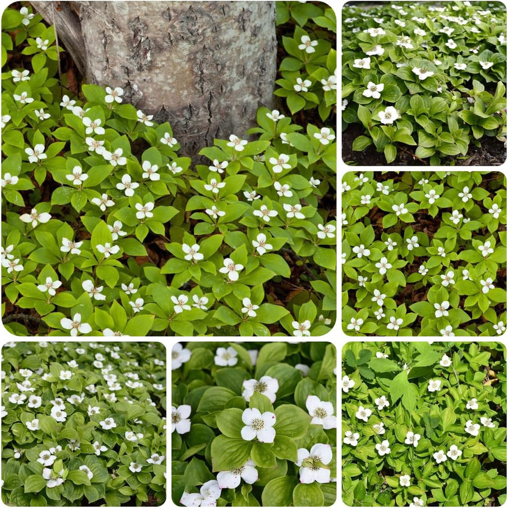 Teppichhartriegelsamen, Winterhart, Balkon, Wild, Mehrjährig Garten, 100Pcs