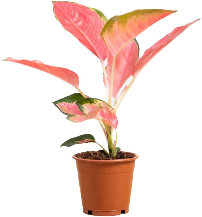 Aglaonema Pink Princess - Zimmerpflanze - Zimmerpflanzen, Pflanzen Echt, Nachhaltige Verpackung - 12Cm Topf - Höhe 30Cm - Direkt Von Der Gärtnerei