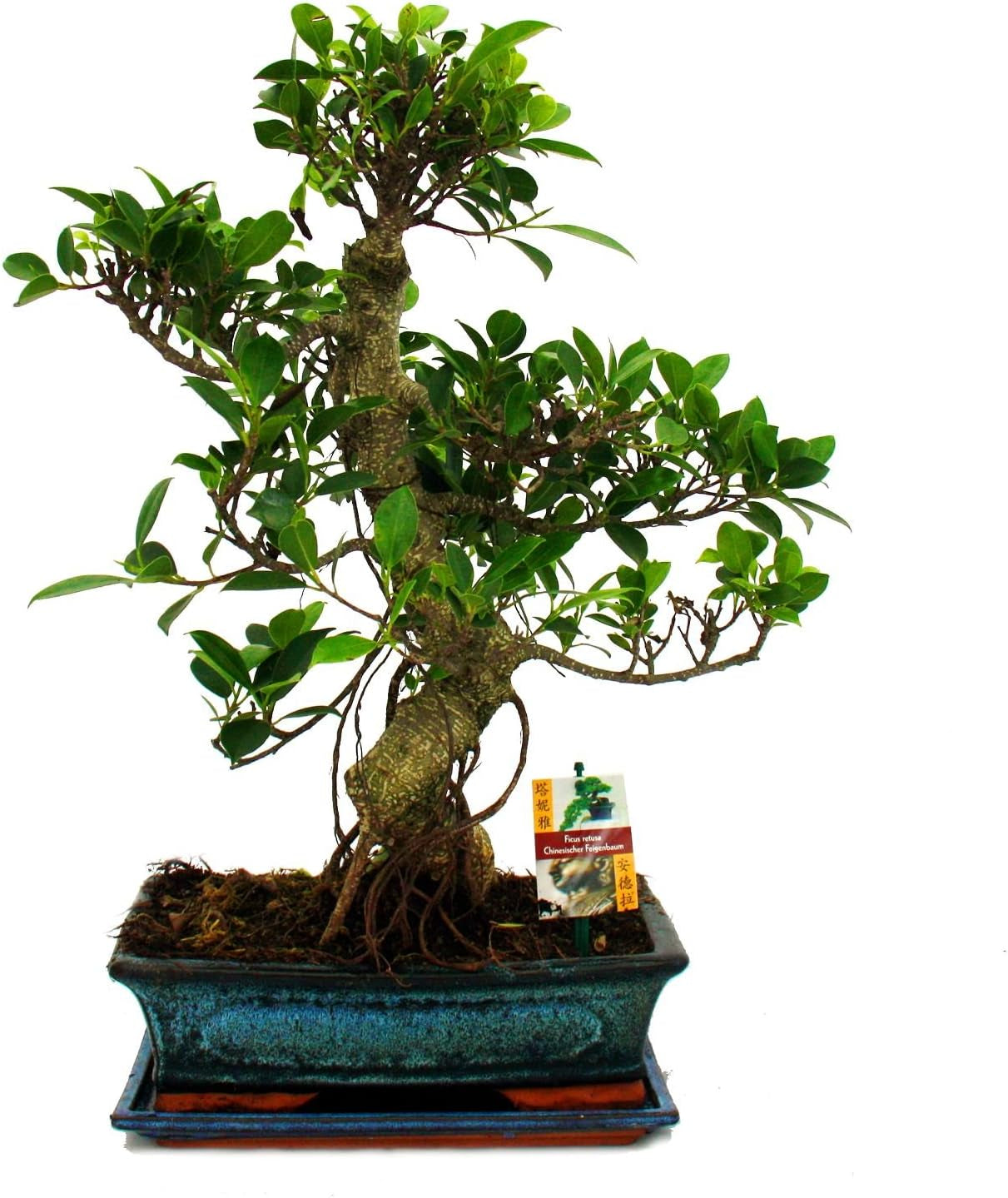 Exotenherz - Bonsai Chinesischer Feigenbaum - Ficus Retusa - Ca. 10 Jahre