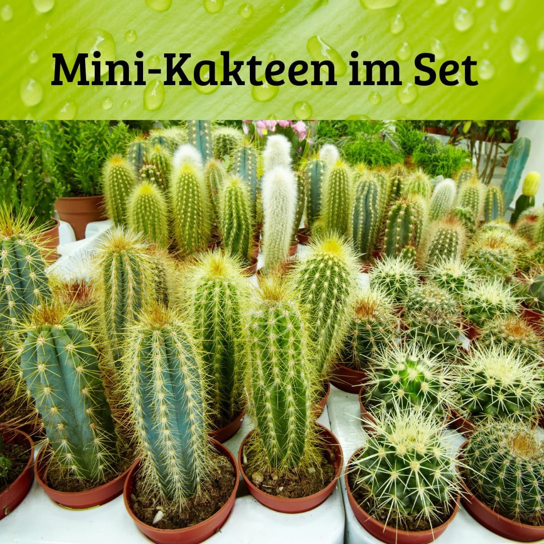 Iflo Pflegeleichte Mini-Kakteen Im Set, Handverlesener Mix Für Stilvolle Akzente, Töpfe (12)