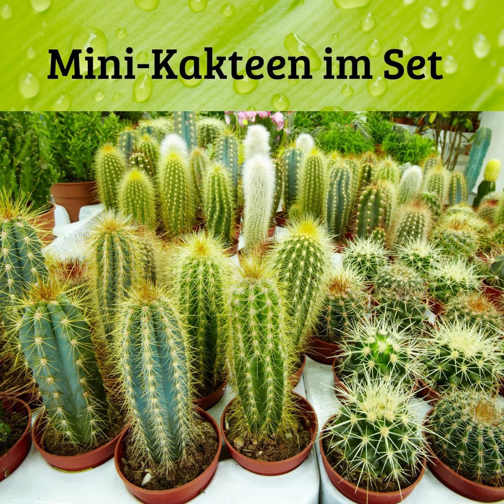 Iflo Pflegeleichte Mini-Kakteen Im Set, Handverlesener Mix Für Stilvolle Akzente, Töpfe (12)