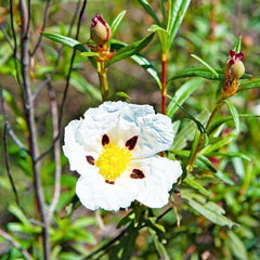 Zistrose Bonsaibaum Kletterpflanzen Cistus Creticus Garten Baumsamen Bonsai Sommerblumen Gartendeko Für Draußen Zimmerbonsai Schnittblumen Exotische Bio Grünpflanzen Winterharte 35Samen