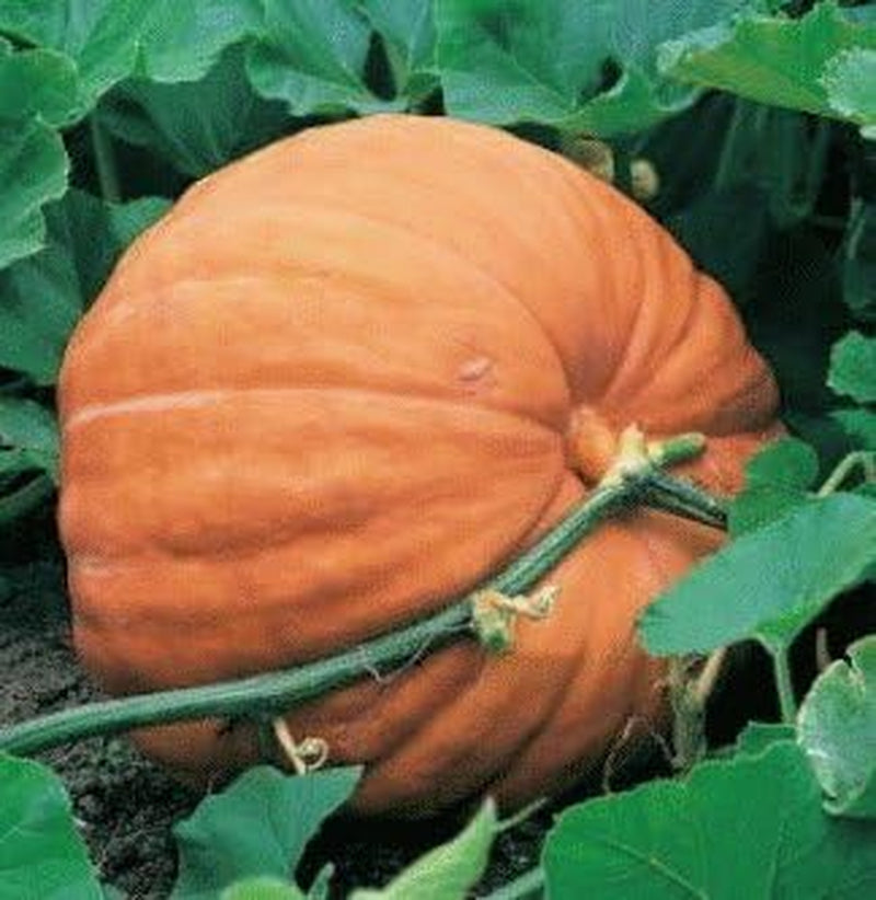 Riesenkürbis - Big Max - 20 Samen - Bis Zu 60 Kg Schwere Kürbisse !!