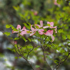 Cornus Kousa, Exotische Hartriegel, Blühende Sträucher Winterhart Balkon Alte Sorten Balkonpflanzen 150Samen