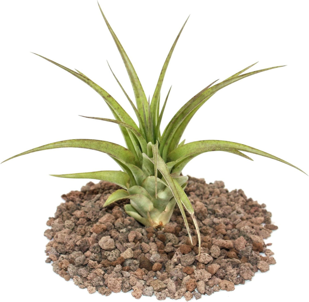 Exotenherz - Tillandsia Seleriana - Lose Pflanze - Extra-Groß