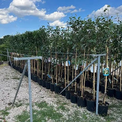 Pfirsiche Nektarinen Mit Gelbem Fruchtfleisch Indipendence - Obstpflanze Alte Frucht Auf Blumentopf 26 Baum Max 200 Cm – 4 Jahre Anbau Italien