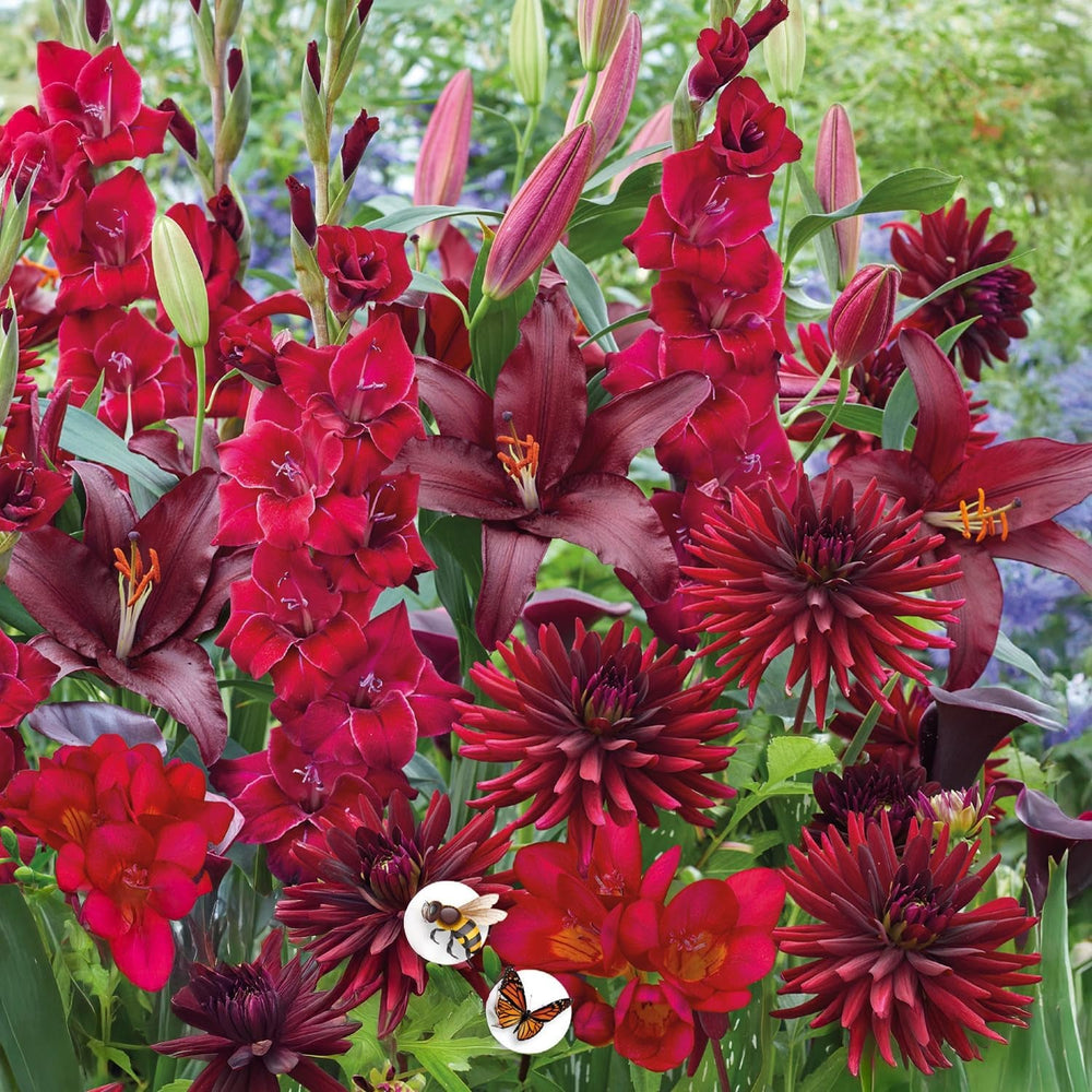 Blumenzwiebeln | Zwiebeln von den besten niederländischen Produzenten | Auswahl und Qualitätskontrolle | Blühgarantie. (15 Crocosmia Mischung)