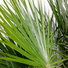 Bloomique - 2Er Set - Chamaerops Humilis - Europäische Zwergpalme - Palmen Winterhart Draußen - Höhe 50-60 Cm - Topf 15 Cm