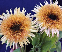 La Verde MEIN GARTEN UND ICH. Astra Rose Sonnenblumen Samen Für Ca. 50 Pflanzen, Blumensamen Halb Gefüllt Und Lang Blühend, Saatgut Ohne Gentechnik