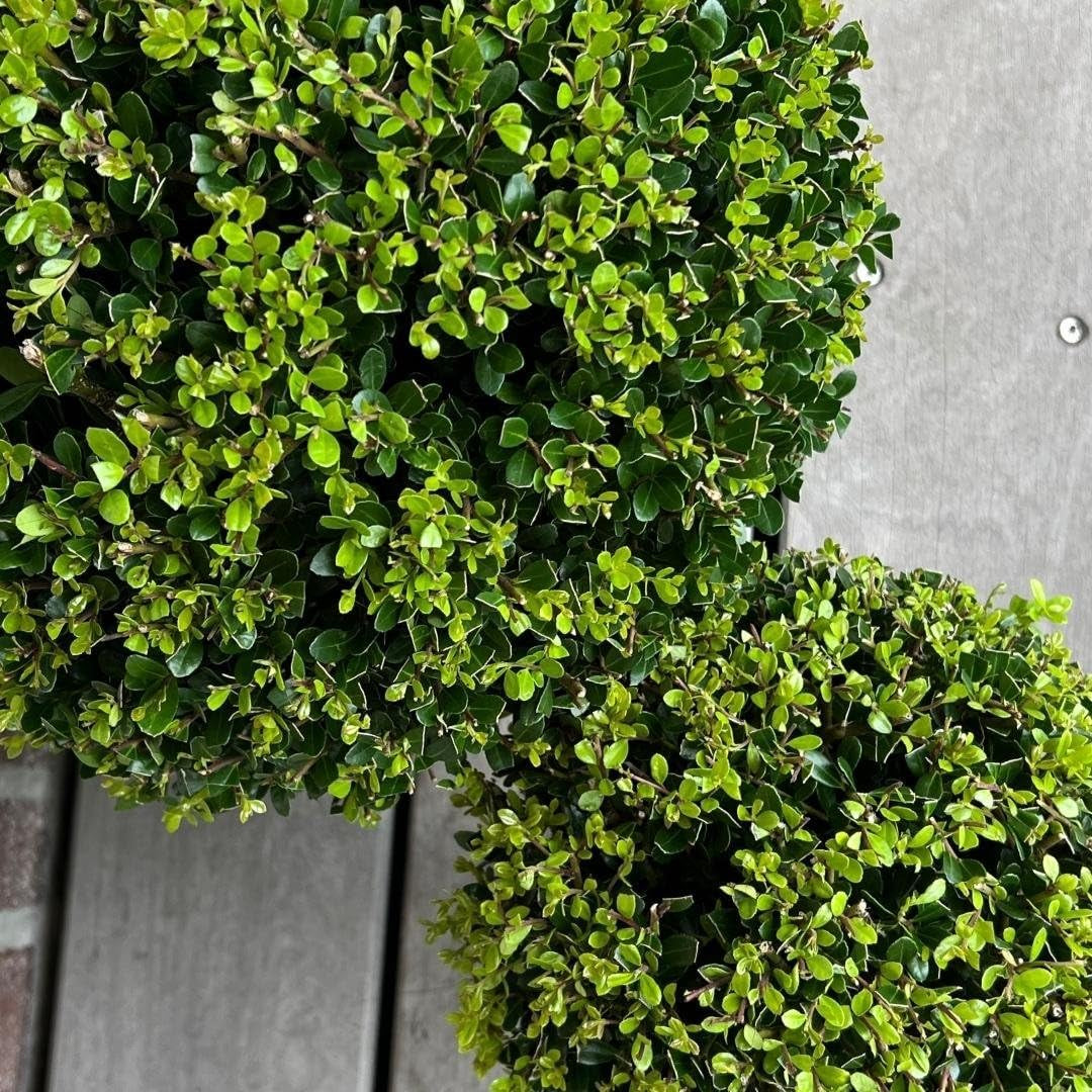 Plants by Frank | Echte Stechpalme Kugel | 1X Ilex Crenata 'Jenny' 20 Cm & 1X Kugel 25 Cm | Set Von 2 Stück | 20-25 Cm Ø Durchmesser | Buchsbaum Ersatz | Gartenpflanzen | Buchsbaum