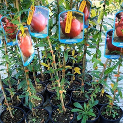 Granatapfel Junger Baum - Pferdezahn - Obstpflanzen Antik Auf Blumentopf Einer Vase Von 20 - Baum Max 170 Cm – 2 Jahre Anbau Italien