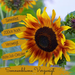 Semințe de floarea-soarelui organice, ramificate, 20 de semințe de floarea-soarelui cu o rată mare de germinare, semințe de floarea-soarelui pentru grădina, balconul, stratul de flori sau cadou pentru oaspeți. Semințe de flori cu polenizare liberă.