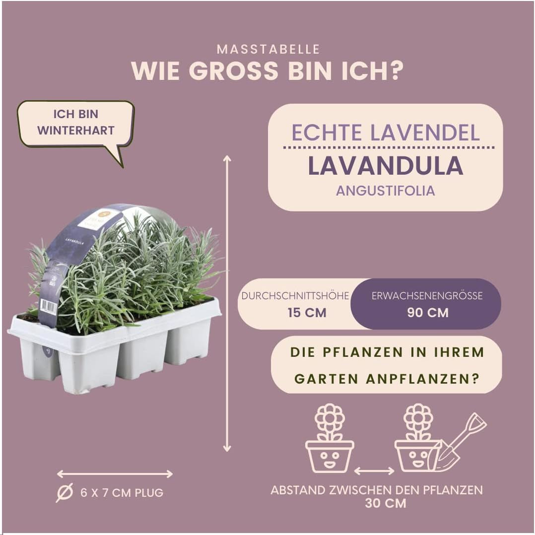 Plants by Frank | 24 Blauer Duft-Lavendel Pflanzen | Lavendel Angustifolia | Echter Lavendel Pflanze Winterhart Mehrjährig | Lavendelstrauch | Gartenpflanzen | 24 X Ø7 Cm - 15 Cm