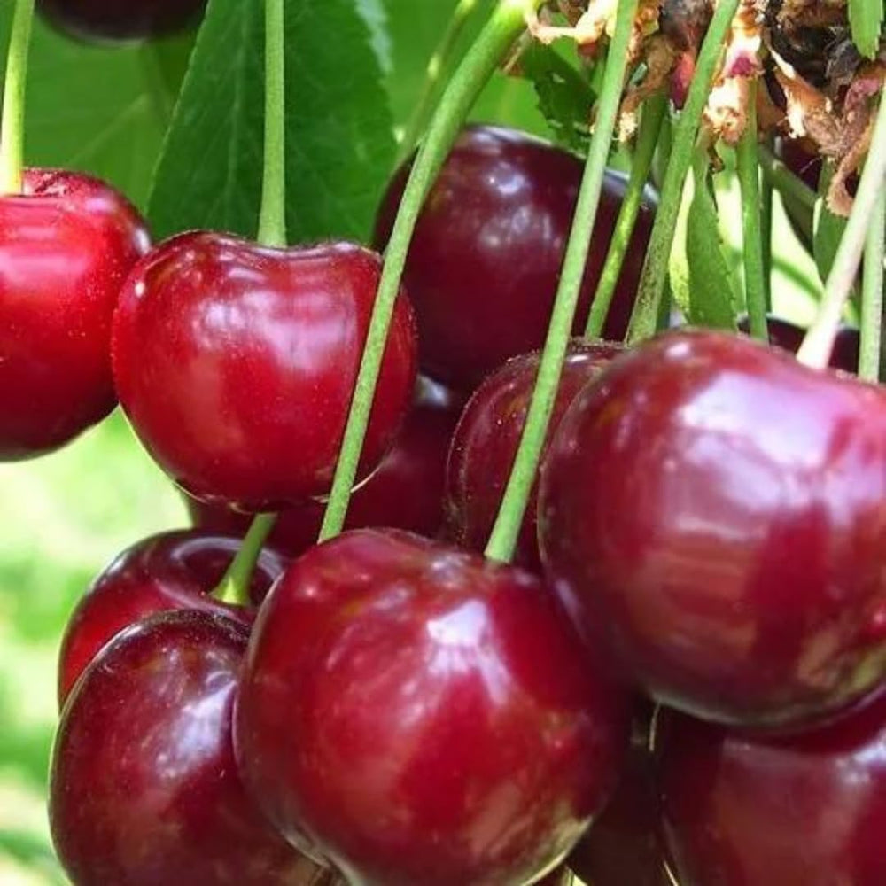 Sauerkirschbaum Amarena Montmorency – Obstpflanze Im Topf Ø 20 Cm, Höhe 150–170 Cm, Alter: 2 Jahre – Italienische Baumschule