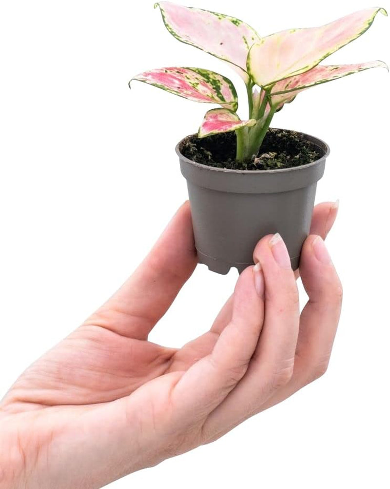 Aglaonema Pink Princess - Zimmerpflanze - Zimmerpflanzen, Pflanzen Echt, Nachhaltige Verpackung - 12Cm Topf - Höhe 30Cm - Direkt Von Der Gärtnerei