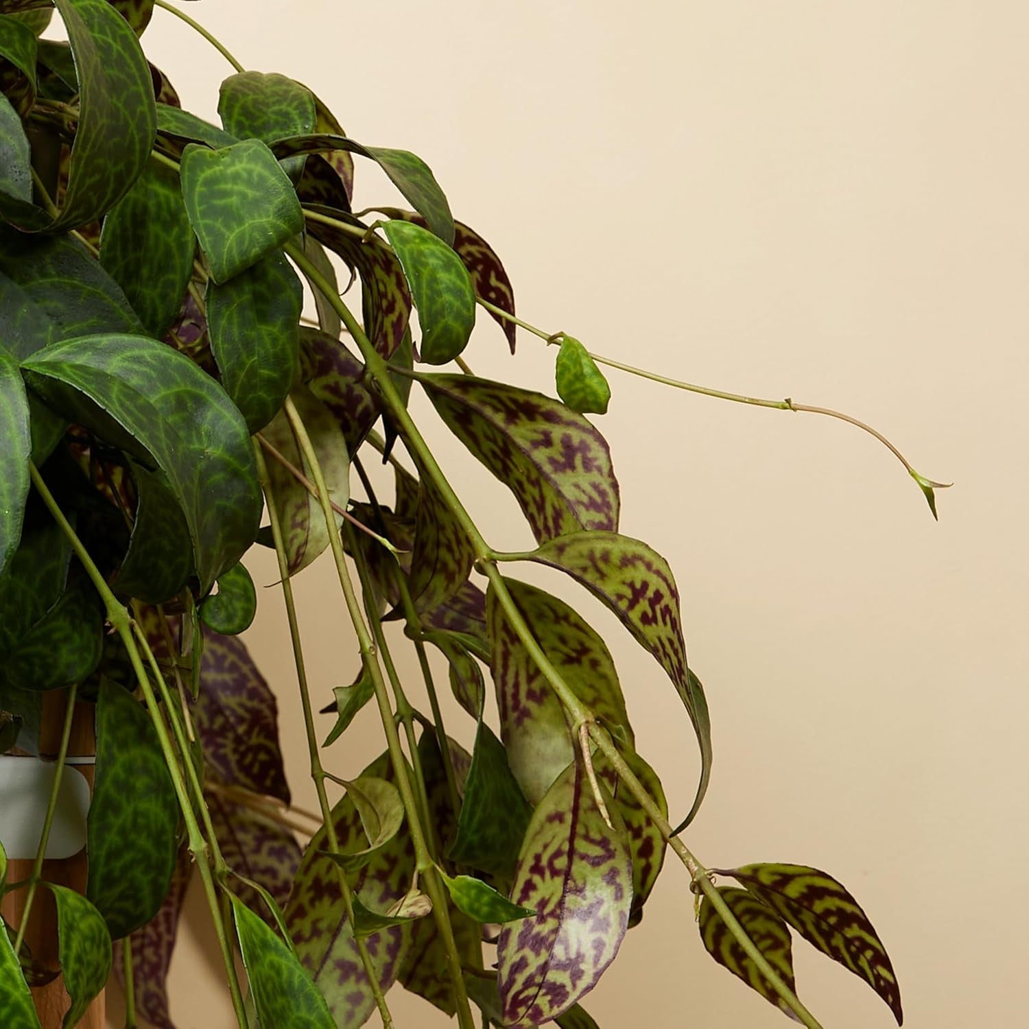 Bloomique – Aeschynanthus Marmoratus – Lippenstiftpflanze – Hängepflanze – Zimmerpflanzen – Haustierfreundlich – Luftreinigend – 30–40 Cm Hoch – Topf 17 Cm