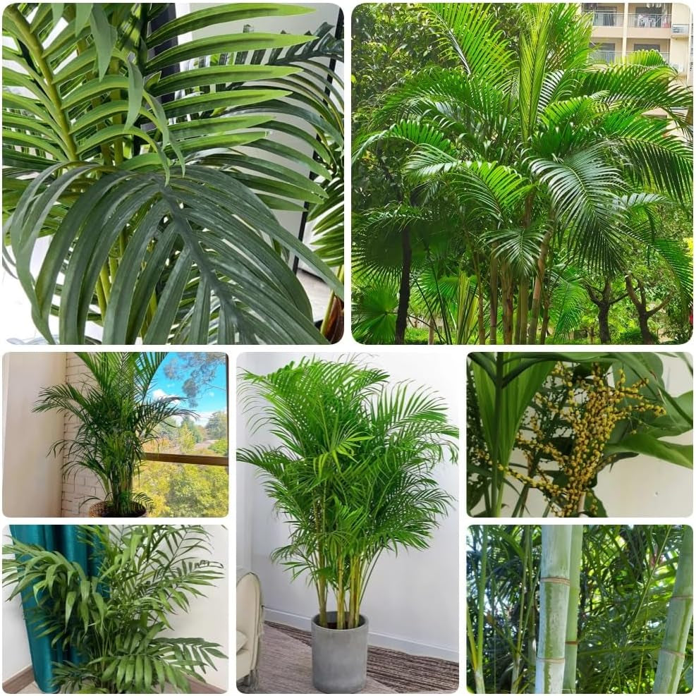 Goldfruchtpalme, Sträucher Dypsis Lutescens, Stauden Winterhart Mehrjährig Exotische Blumensamen Exotische Winterhart Zimmerpflanzen 25Samen