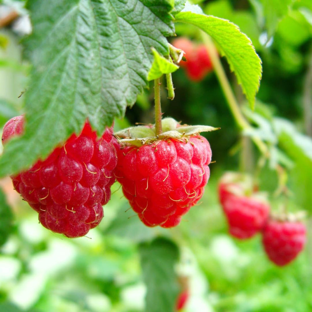 Himbeerbaum Himbeeren Rote Himbeeren Loganberry Uniferi - - Obstpflanze Antik Auf Blumentopf 20 - Baum Max 170 Cm –2 Jahre Anbau Italien