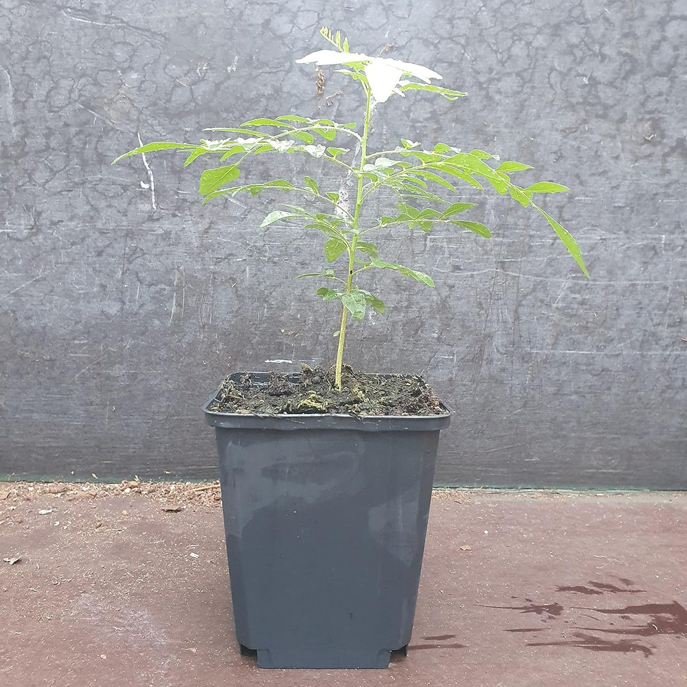1 Curryblatt Baum | Murraya Koenigii | Aus Samen gezogen | Selten in der EU | Indische & Sri Lankische Zimmerpflanze | 10-15cm Höhe in 7cm Topf | Curry Pflanze | Bergera Koenigii