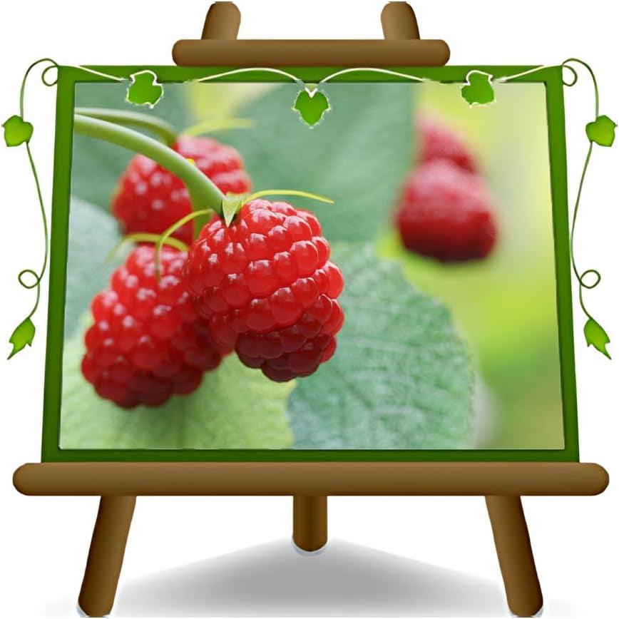 Himbeerbaum Himbeeren Rote Himbeeren Loganberry Uniferi - - Obstpflanze Antik Auf Blumentopf 20 - Baum Max 170 Cm –2 Jahre Anbau Italien